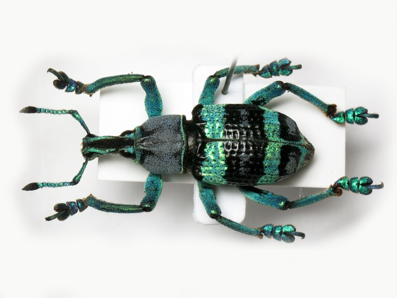 Eupholus magnificus Kirsch, 1877